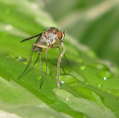 Dolichopode mangeant un petit vers